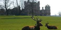 Wollaton Hall and Deer Park