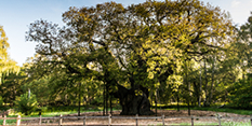 Sherwood Forest: Major Oak