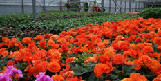 Nottingham In Bloom