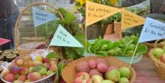 GYO image