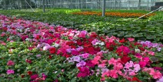 nursery flowers