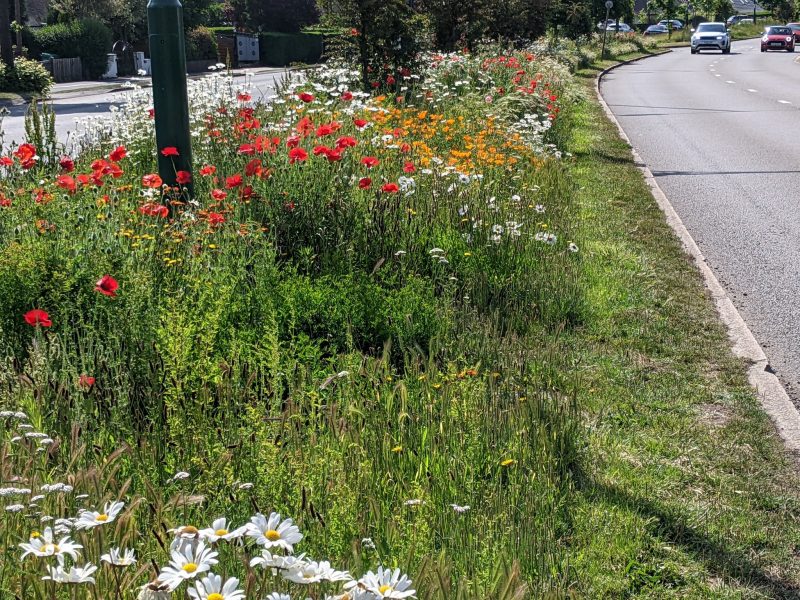Bee Friendly verges created in Nottingham