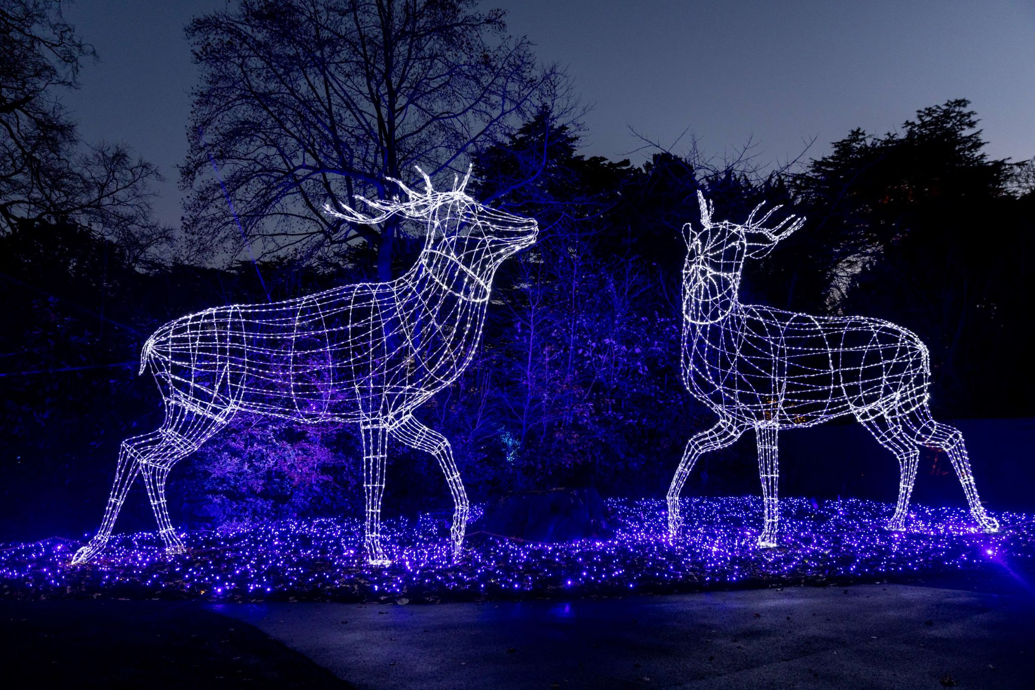 Christmas at Wollaton returns with a brand new trail My Nottingham News